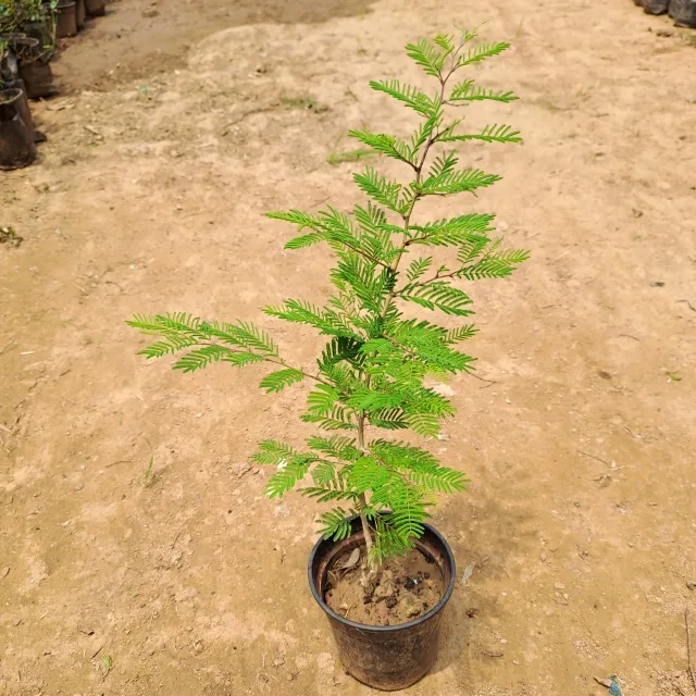 Shami (~1.5ft) in 6 Inch Grow Planter - plantwale
