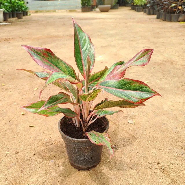 Aglaonema Lipstick Plant in 6 Inch Grow Pot