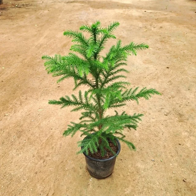 Christmas Tree (~2.5-3 ft.) in 7 Inch Grow Bag