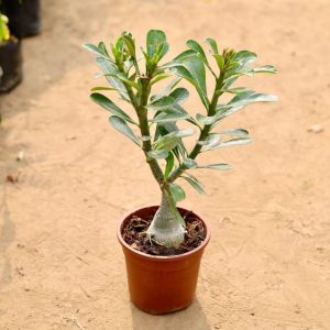 Adenium Grafted (any color) in 6 Inch Grow Planter