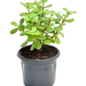 Jade Plant in 4 Inch Grow Pot