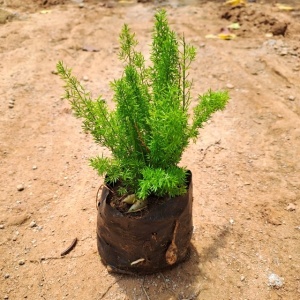 Foxtail Fern in 4 Inch Grow Bag