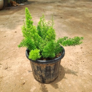Foxtail Fern in 8 Inch Grow Bag