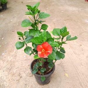 Hibiscus Plant (any color) in 8 Inch Grow Planter