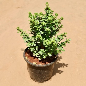 Jade Plant in 6 Inch Grow Planter