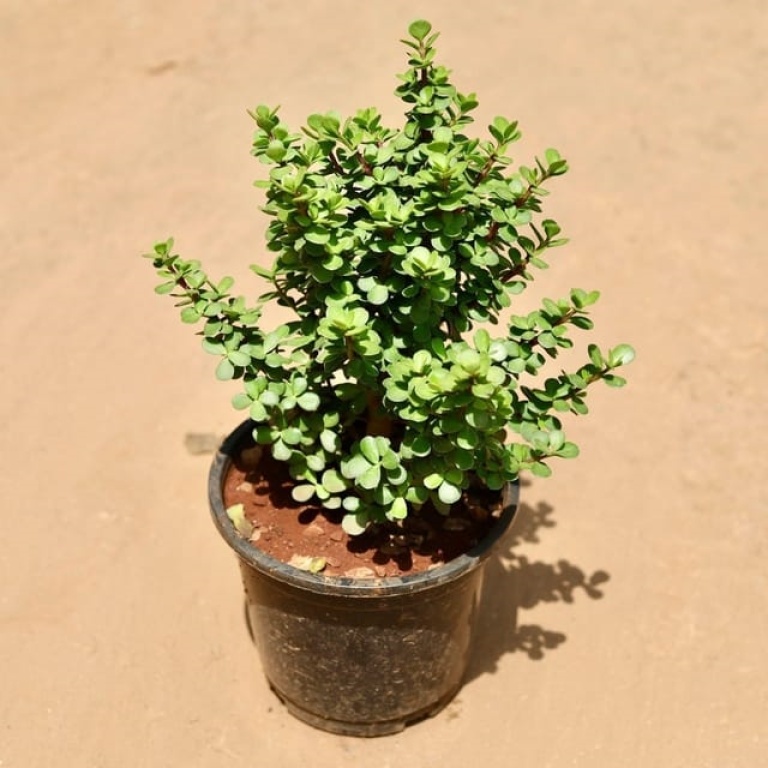 Jade Plant in 6 Inch Grow Planter