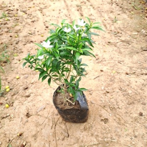 Jasmine- Chandni in 5 Inch Grow Bag