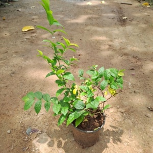 Madhumalti/Rangoon creeper in 8 Inch Grow Planter