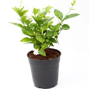 Mogra Plant in 5 Inch Grow Bag