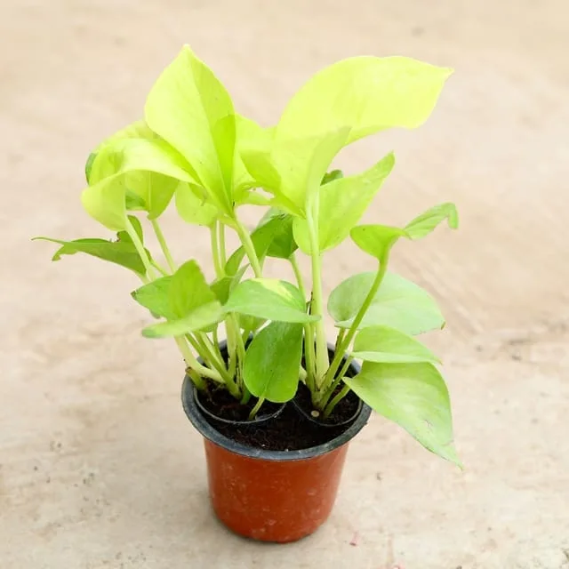 Money Plant Golden in 4 Inch Grow Planter