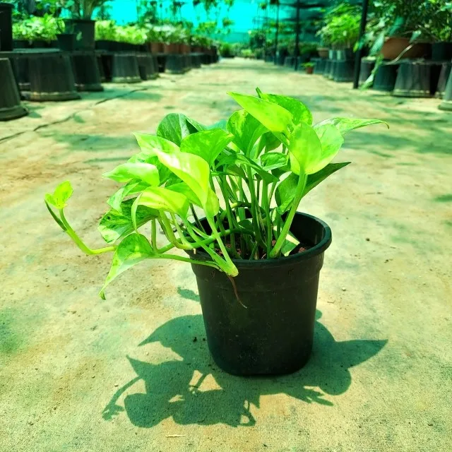 Money Plant Green in 4 Inch Grow Planter