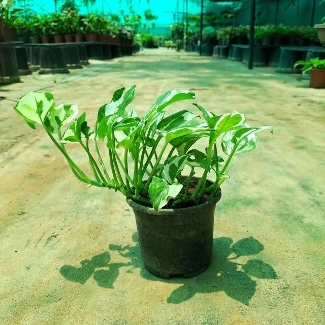 Money Plant N’ joy in 4 Inch Grow Planter
