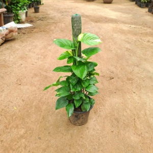 Money Plant with 3Ft Moss Stick in 10 Inch Grow Planter