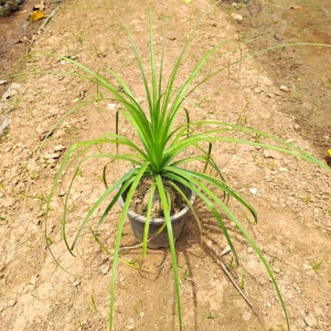 Ponytail Palm in 8 Inch Grow Planter