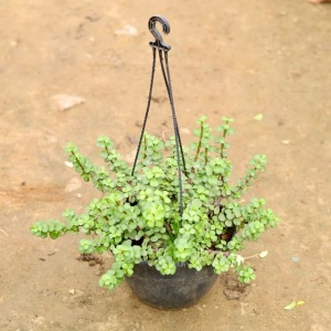 Jade Plant in 7 Inch Hanging Basket