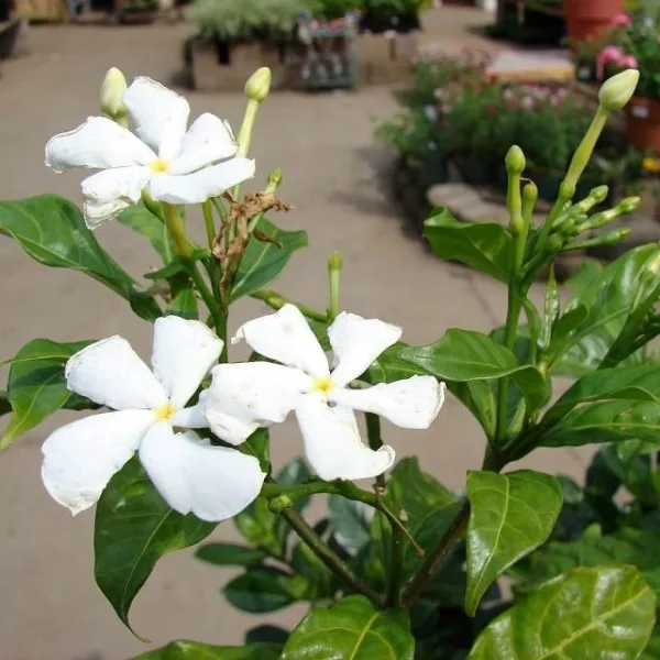 Jasmine- Chandni in 5 Inch Grow Bag - Image 2