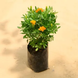 Marigold Jafri (any color) in 4 inch Grow Bag