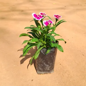 Dianthus (any colour) in 4 inch Grow Bag
