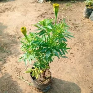 Marigold (Any Color) in 4 Inch Grow Bag
