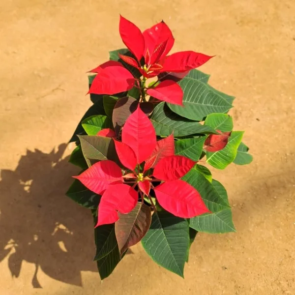 Poinsettia / Christmas Flower (Red) in 6 inch Grow Planter - Image 2