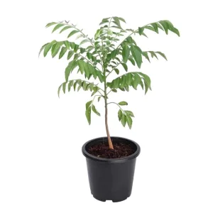 Curry Patta (meetha neem) in 6 Inch Grow Pot