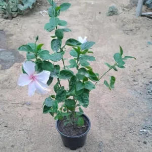 Hibiscus (pink flower) Plant in 6 Inch Grow Pot