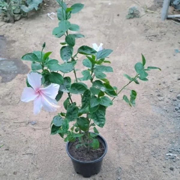 Hibiscus (pink flower) Plant in 6 Inch Grow Pot