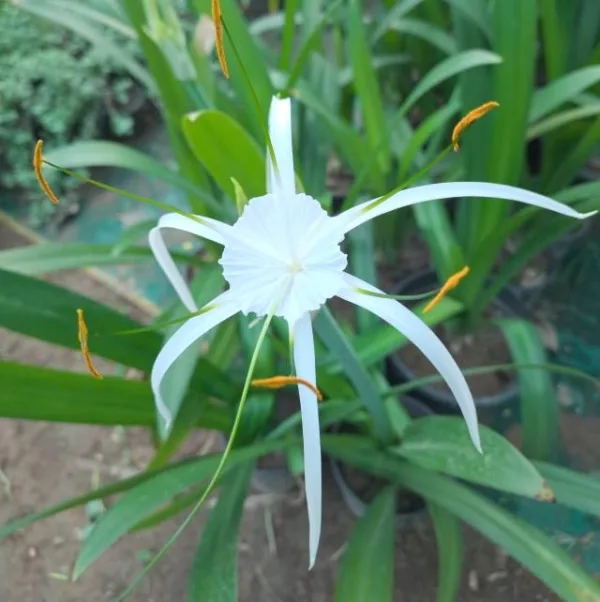 Spider Lily Plant in 6 Inch Grow Pot - Image 2