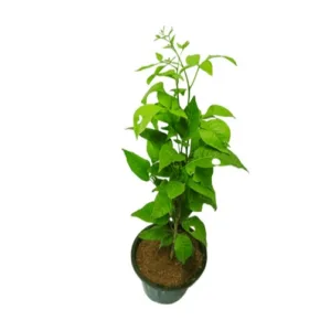 Bel Patra Plant (2.5-3 ft.) in 8 Inch Grow Bag