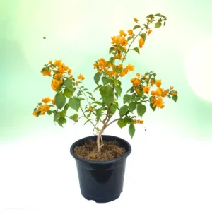 Bougainvillea Plant (any color) in 8 Inch Grow Pot