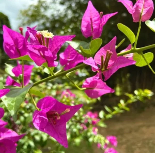 Bougainvillea Plant (any color) in 8 Inch Grow Pot - Image 2