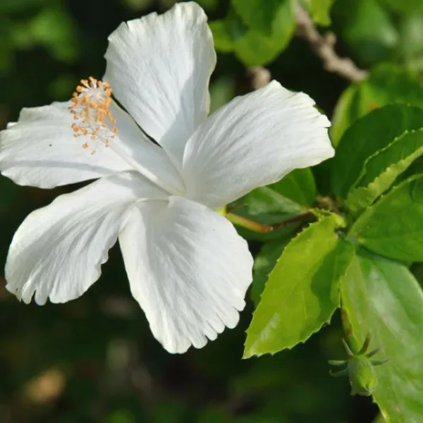 Hibiscus (white flower) Plant in 6 Inch Grow Pot - Image 2