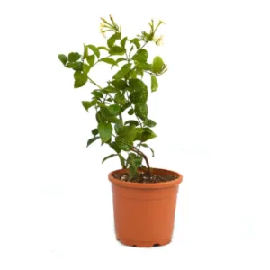Dwarf Madhumalti/Rangoon creeper in 6 Inch Grow Pot