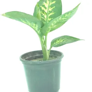 Aglaonema Diffenbachia Seguine in 6 Inch Grow Pot