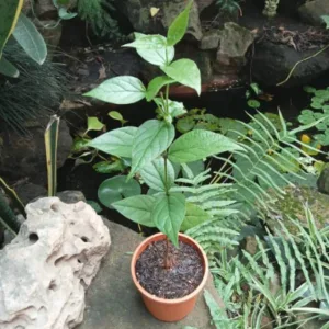 Harsingar / Paarijat Plant in 6 Inch Grow Pot