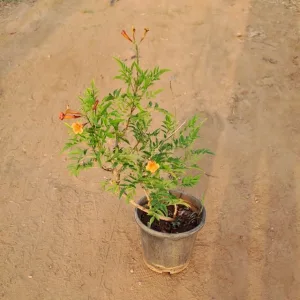 Tecoma Orange in 8 Inch Grow Pot