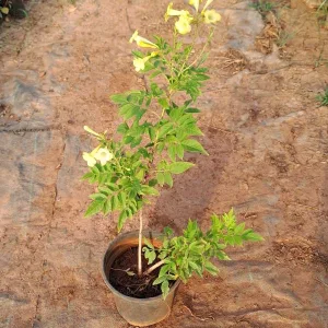 Tecoma Yellow Plant in 6 Inch Grow Pot