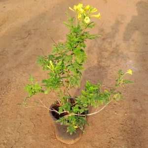 Tecoma Yellow Plant in 8 Inch Grow Pot