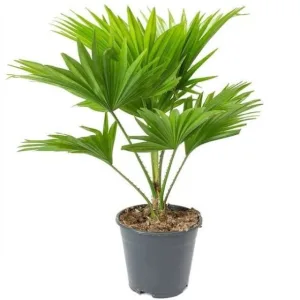 China /Umbrella Palm Plant in 8 Inch Grow Pot