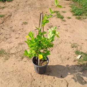 Allamanda Creeper Plant (yellow) in 10 Inch Grow Pot