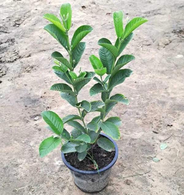 Thailand Guava - Grafted Fruit Plant & Tree in 10 Inch Grow Planter
