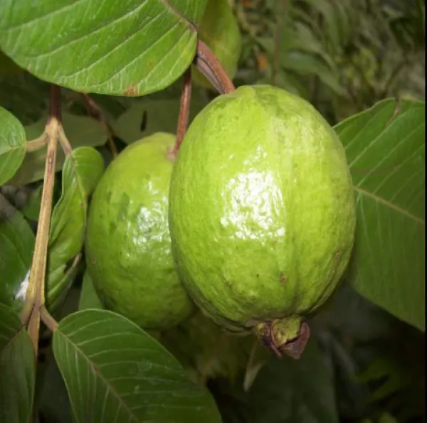 Thailand Guava - Grafted Fruit Plant & Tree in 10 Inch Grow Planter - Image 2